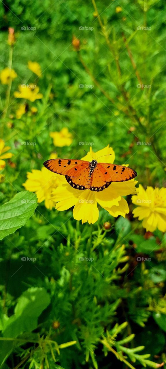 butterfly