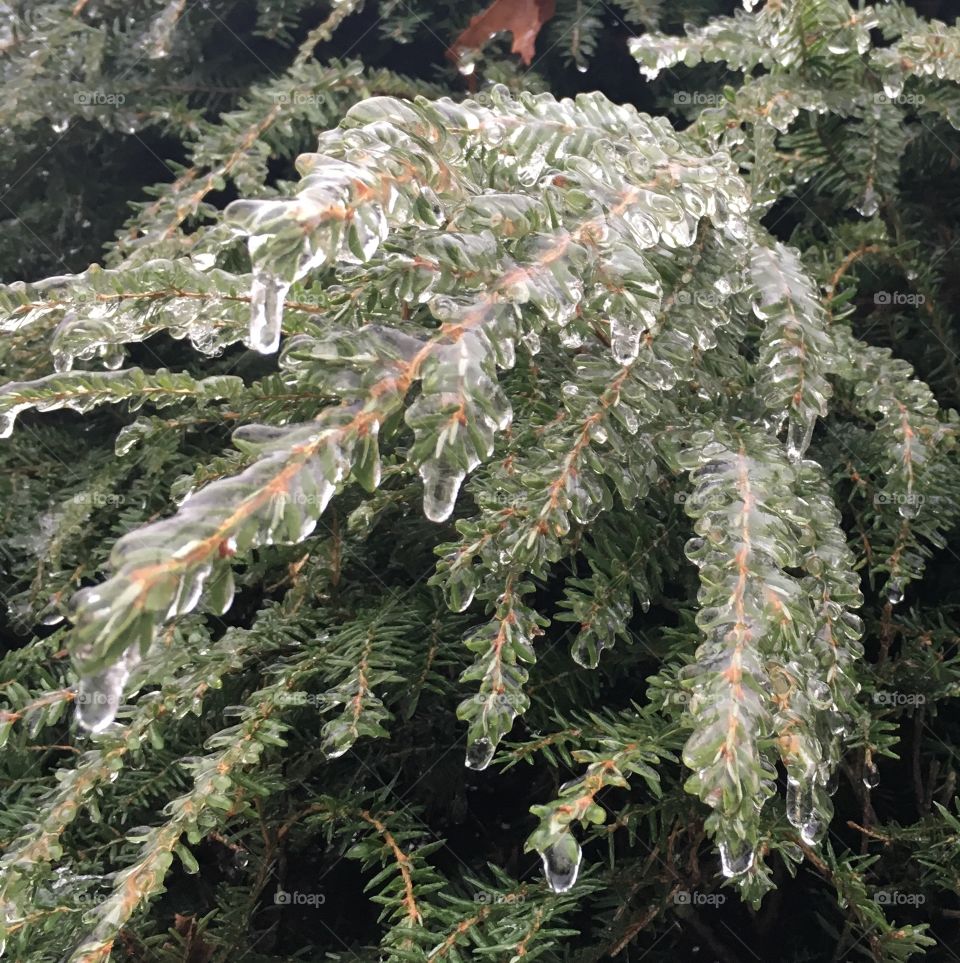 Ice Storm