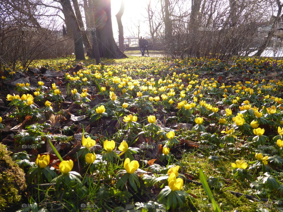 winter aconite