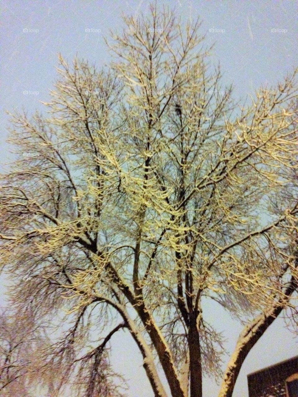 Snowy Branches