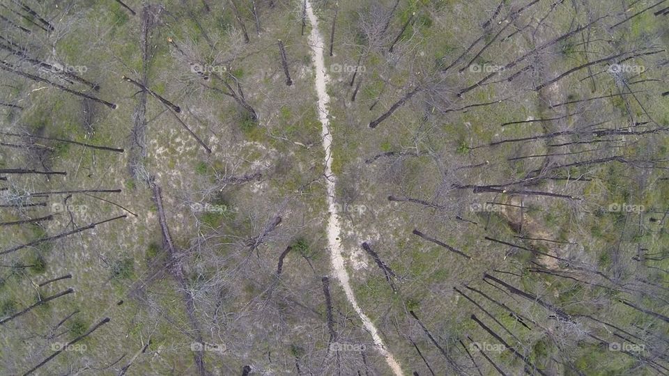 Bastrop State Park Wildfire damage years after 