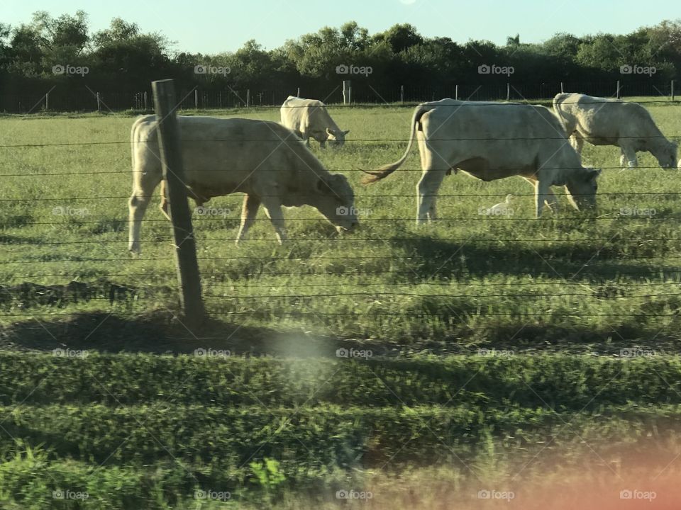 Farm -cows