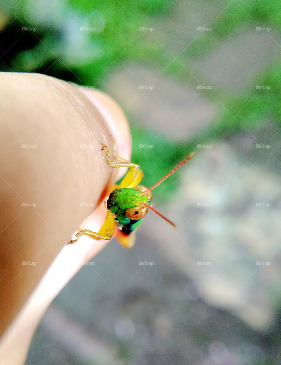 grasshopper