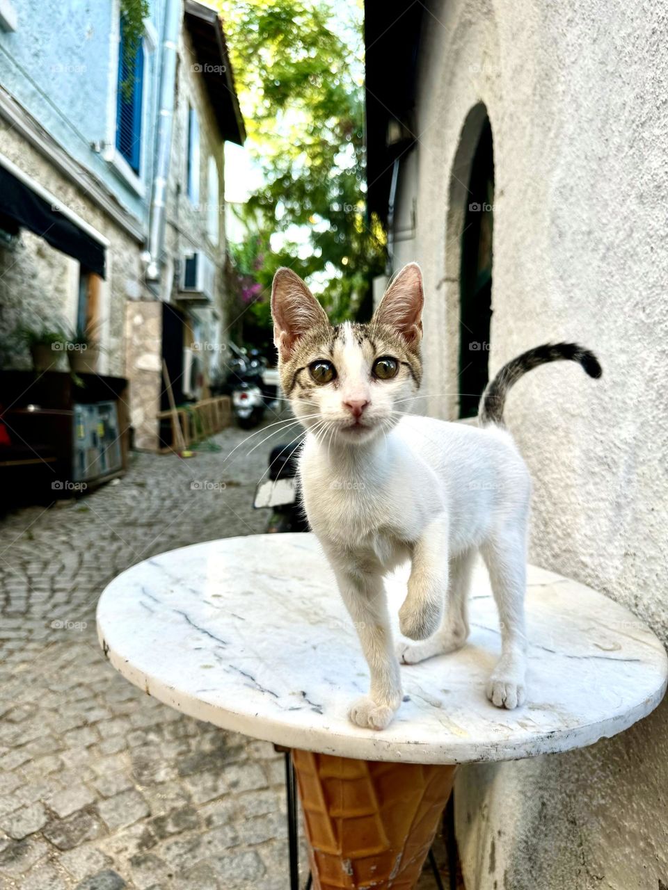 A street kitten on a table greets passers-by