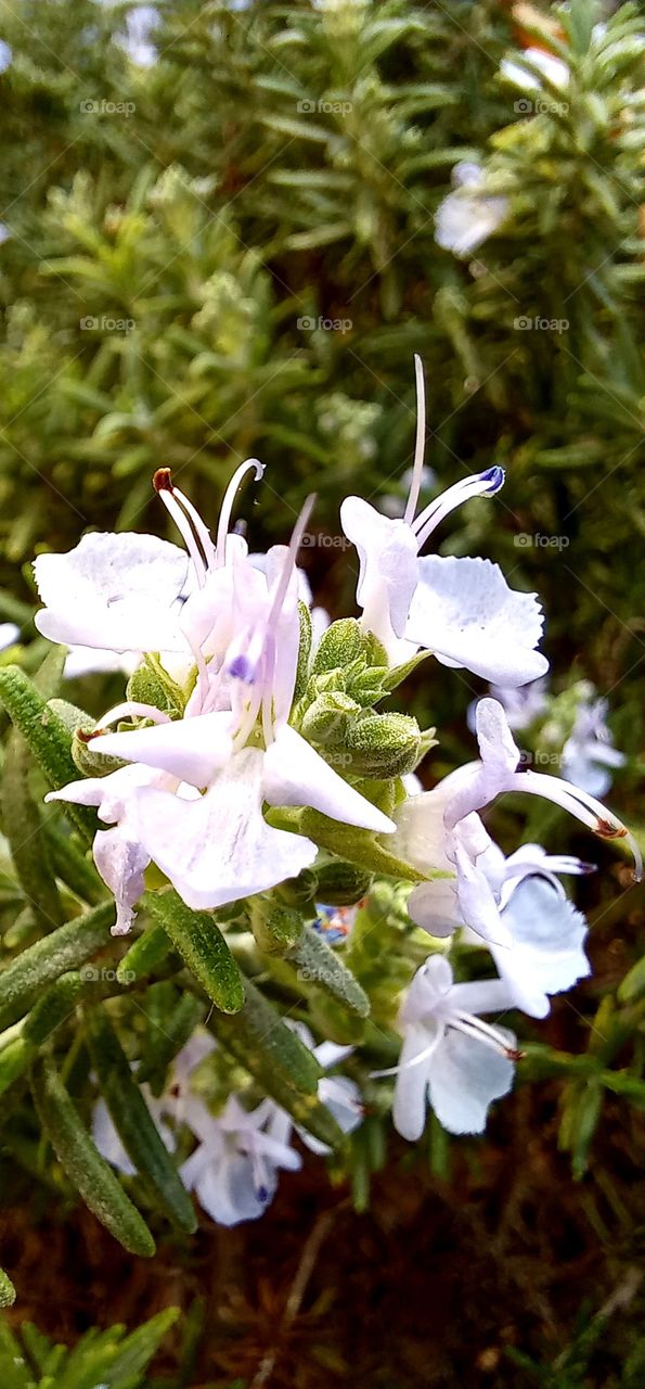 Rosmarinus officinalis