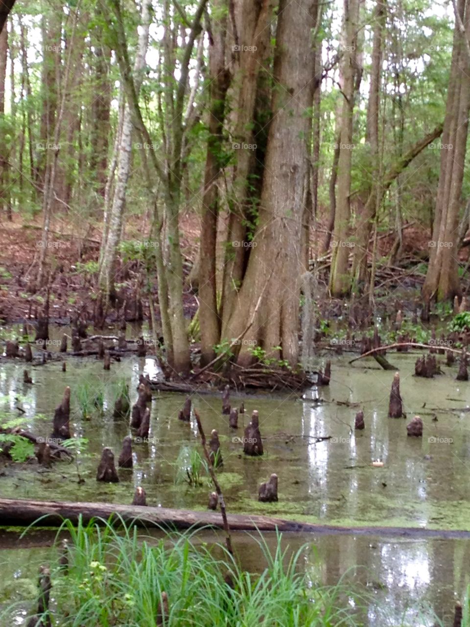 An army of Cypress Knees  