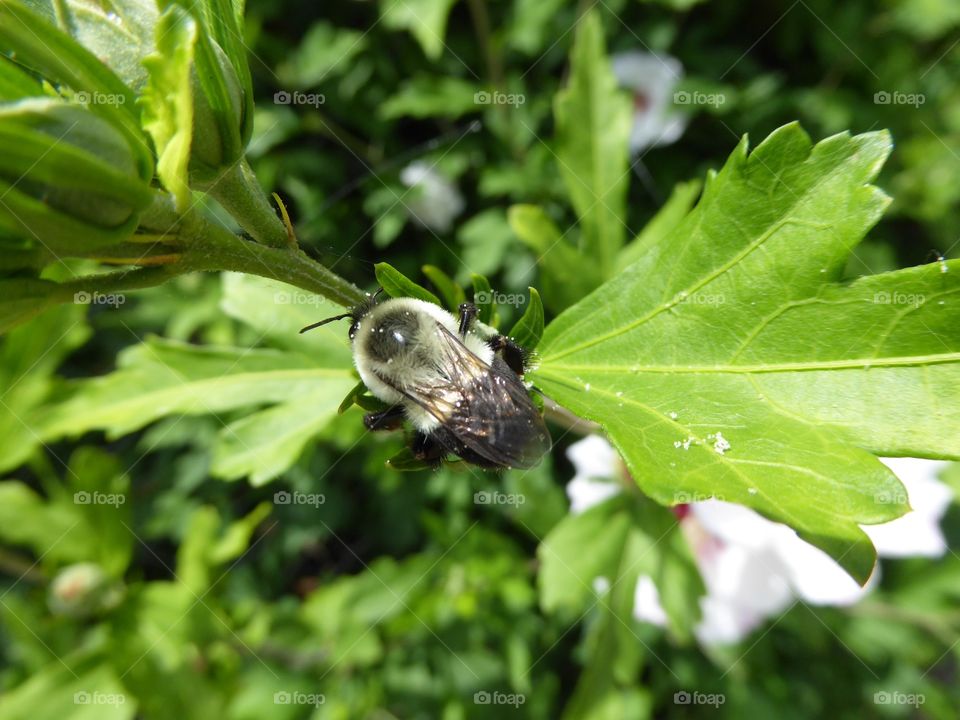 Bumblebee at Waldameer Park p1