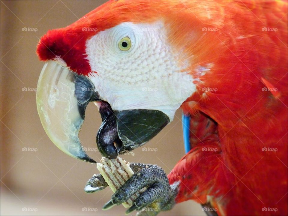 Arara macaw