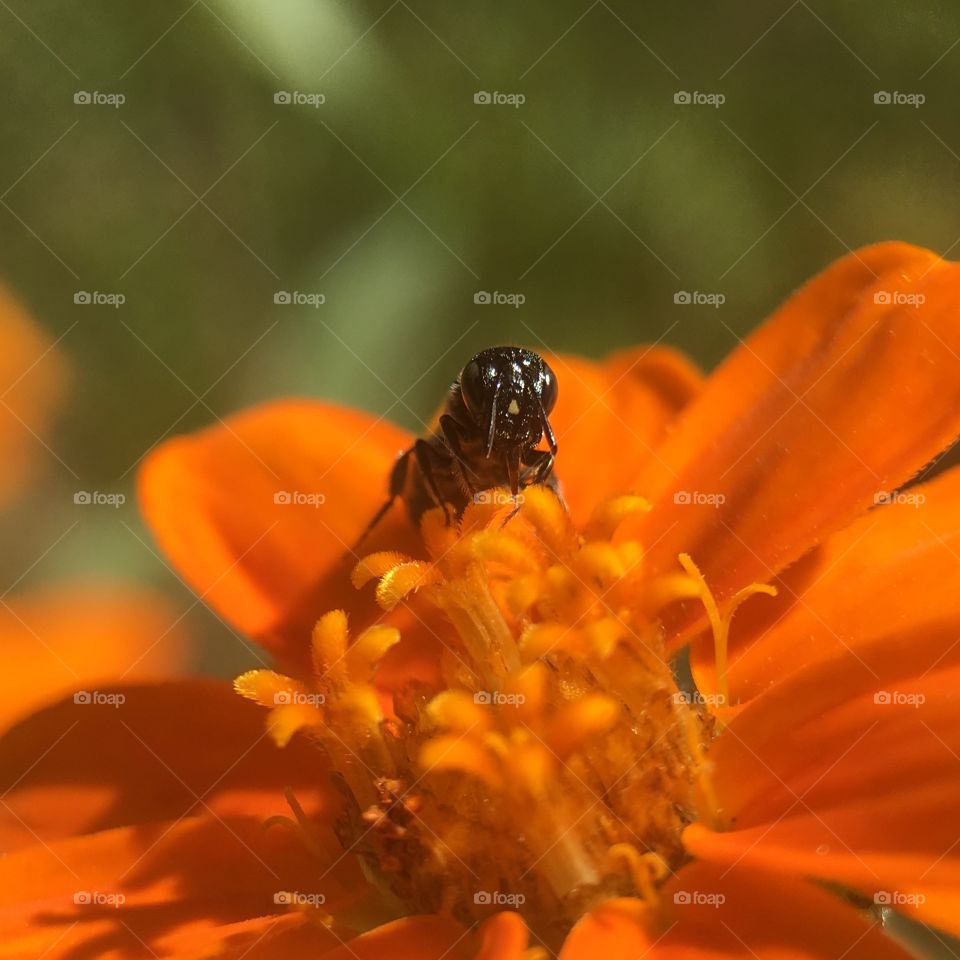 Stingless bee sucking up some honey