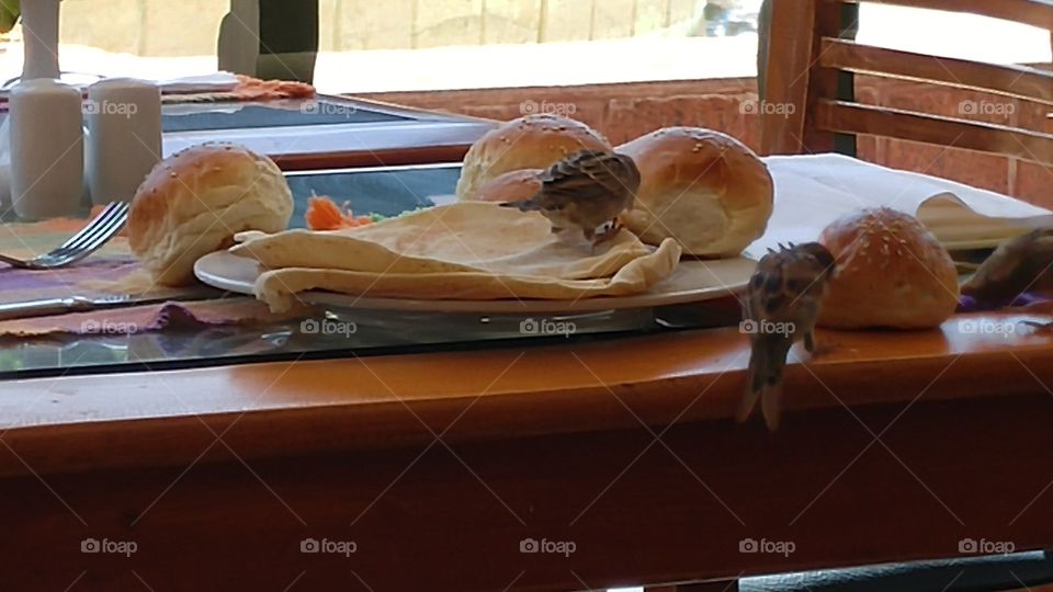 birds eating bread on the table