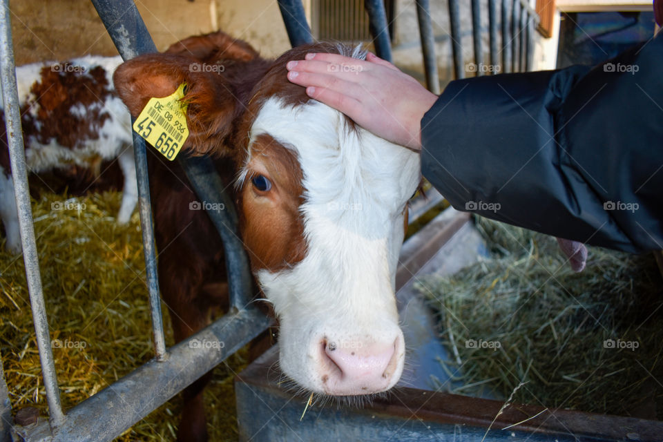 a girl caresses a calf