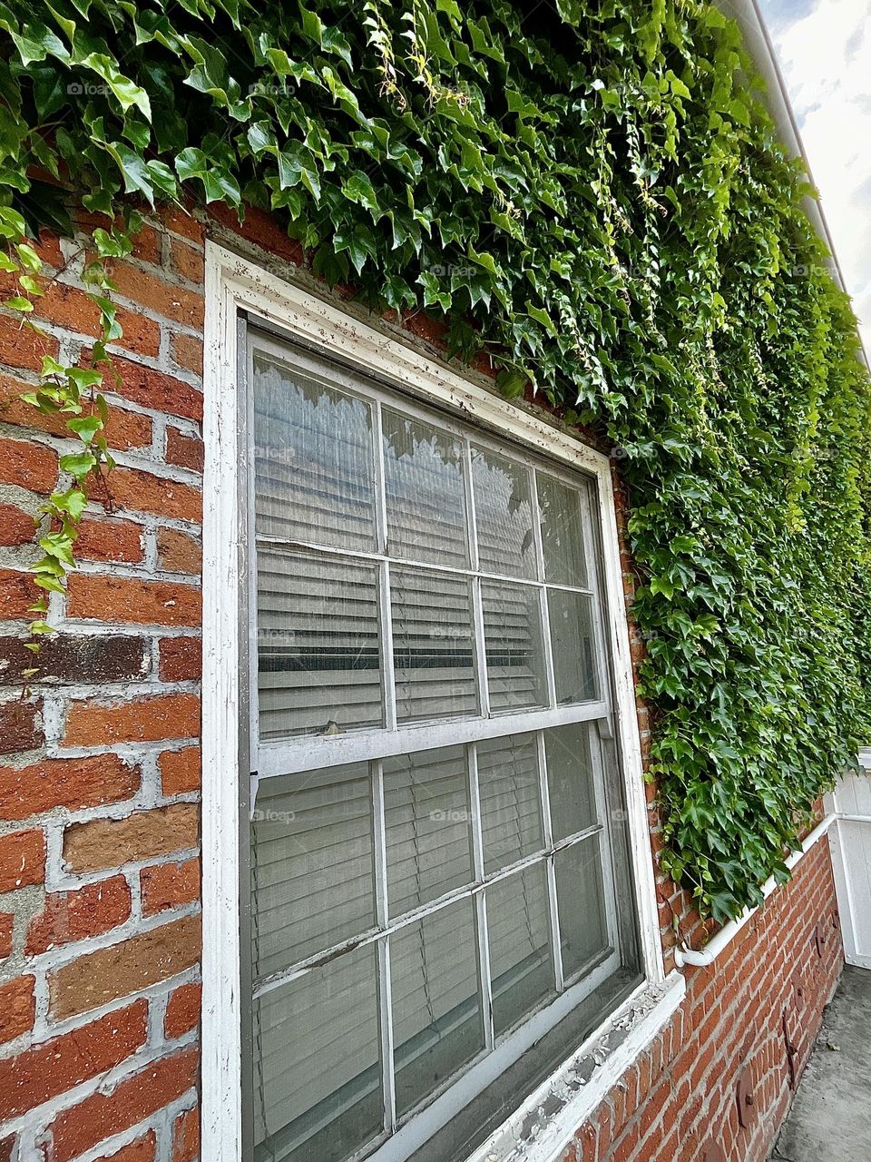 Green Ivy on Urban Brick Building