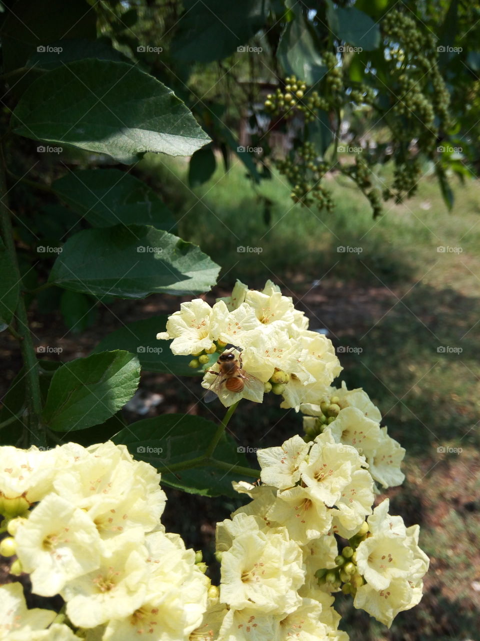Flower, Leaf, Floral, Nature, Flora