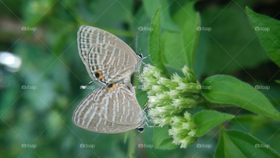 A pair of little butterflies making love on a blooming flower