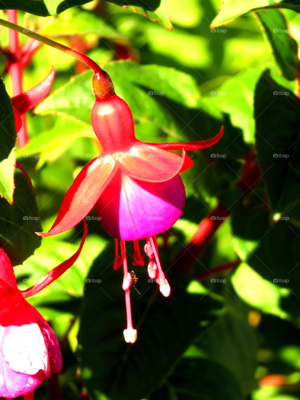 fuchsia