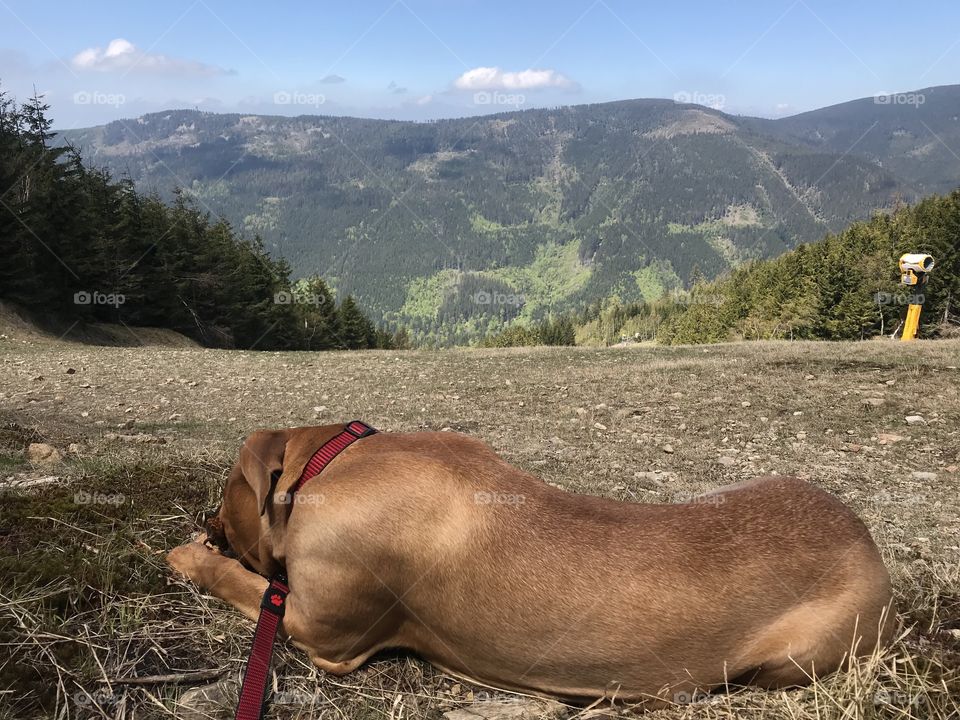Dog in nature