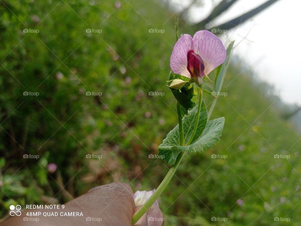 How much do you like this photo.