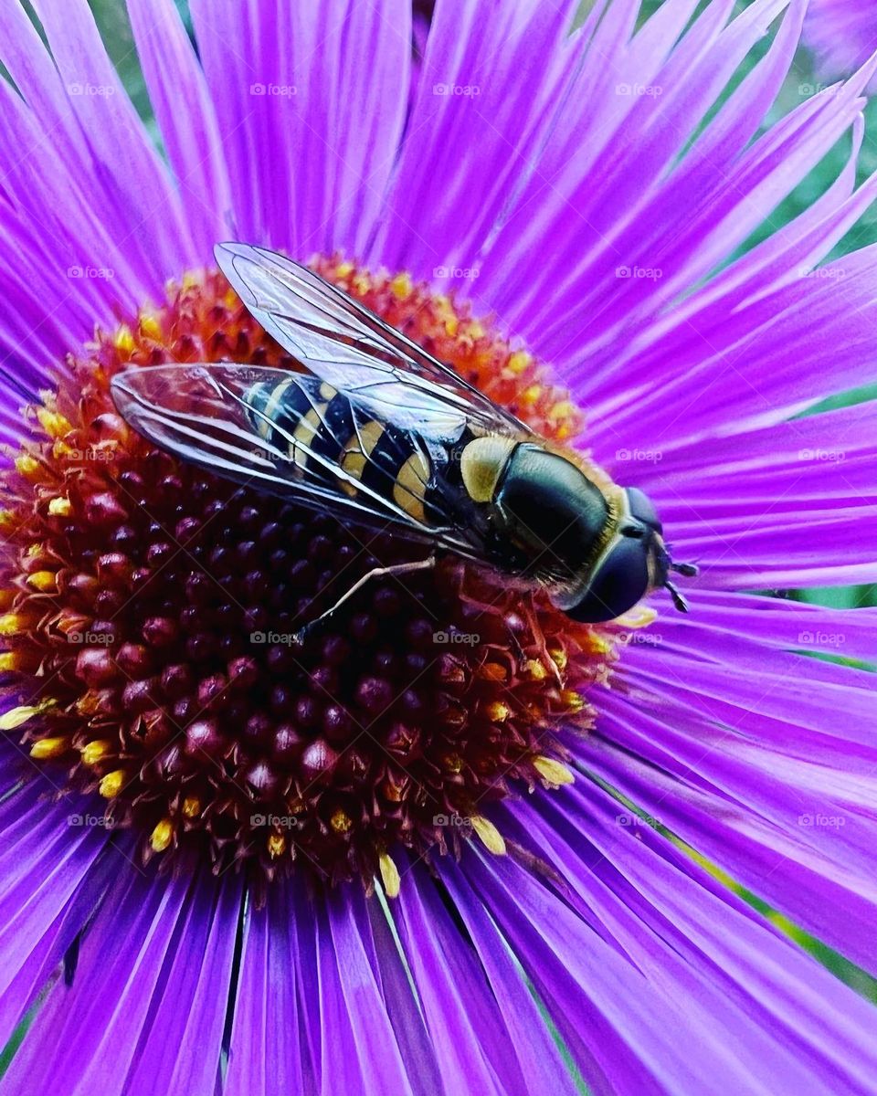 Fly on a purple flower 