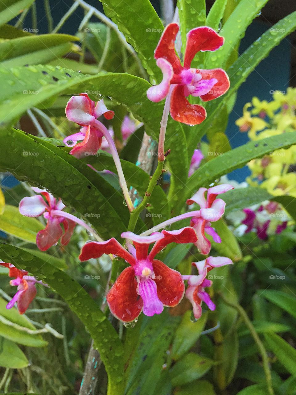 Neighbor's . Orchid 