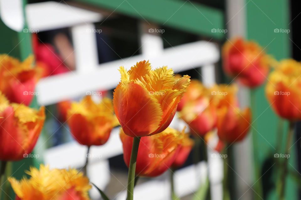 Colorful tulips 