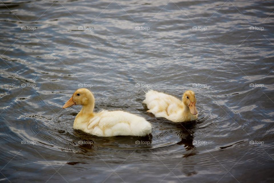 Swimming Baby Ducks