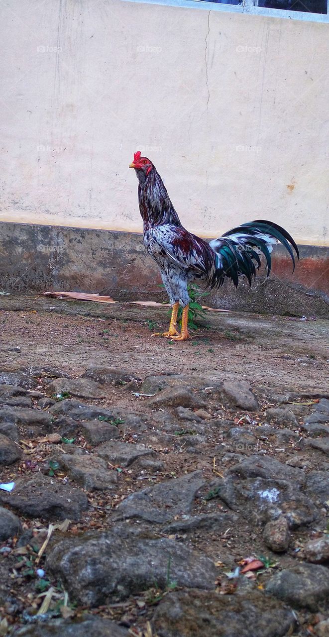 Rooster,He who does more than what he is paid for will one day be paid more than what he does