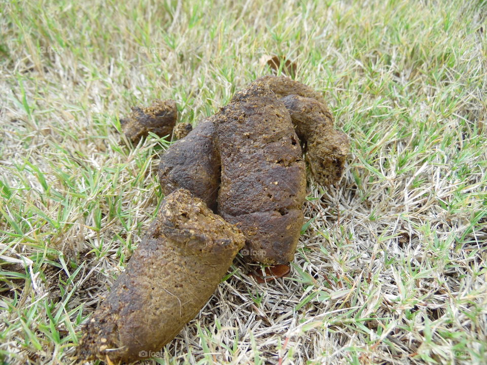 don't be a piece of shit. This is a picture of some good shit