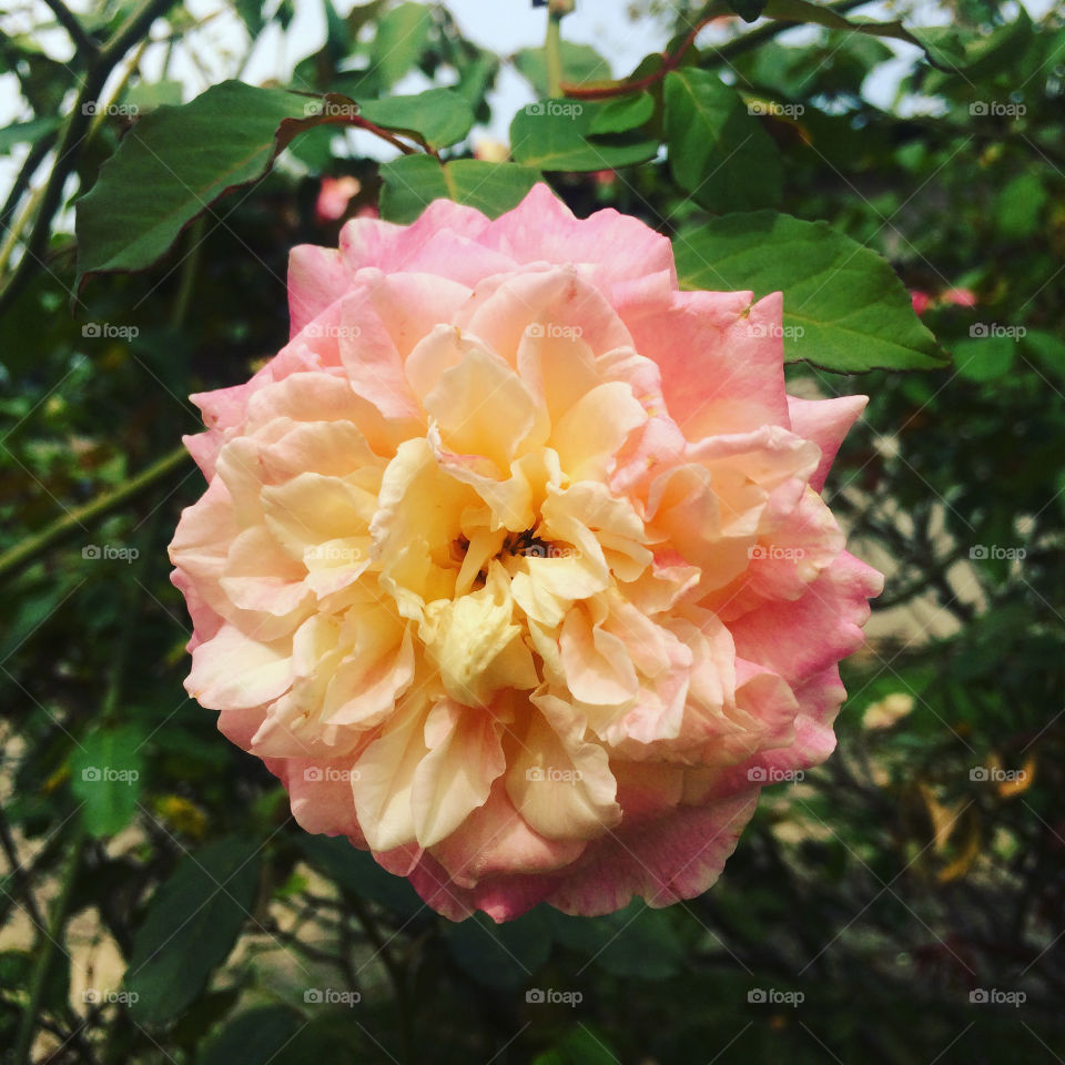 🌹 🇺🇸 Very beautiful flowers to brighten our day.  Live nature and its beauty. Did you like the delicate petals? / 🇧🇷 Flores muito bonitas para alegrar nosso dia. Viva a natureza e sua beleza. Gostaram das pétalas delicadas? 