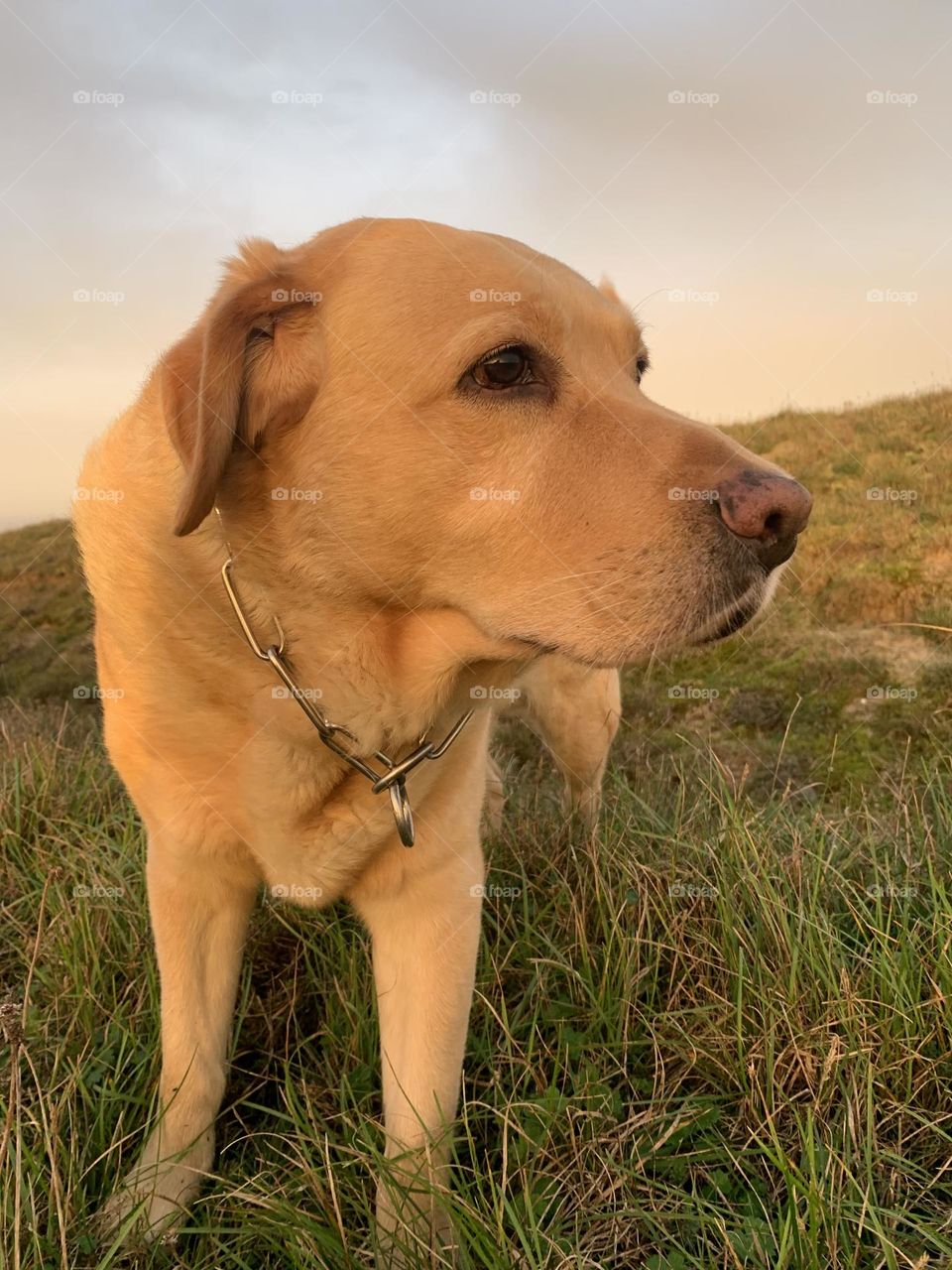 Mobile Series : Animals 