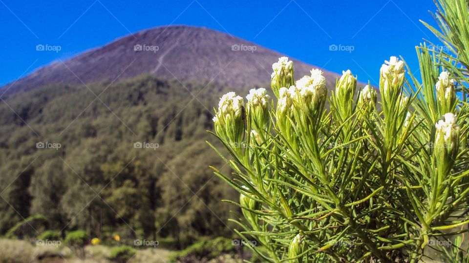 Edelweiss flower the eternal flower on Semeru Mountain 