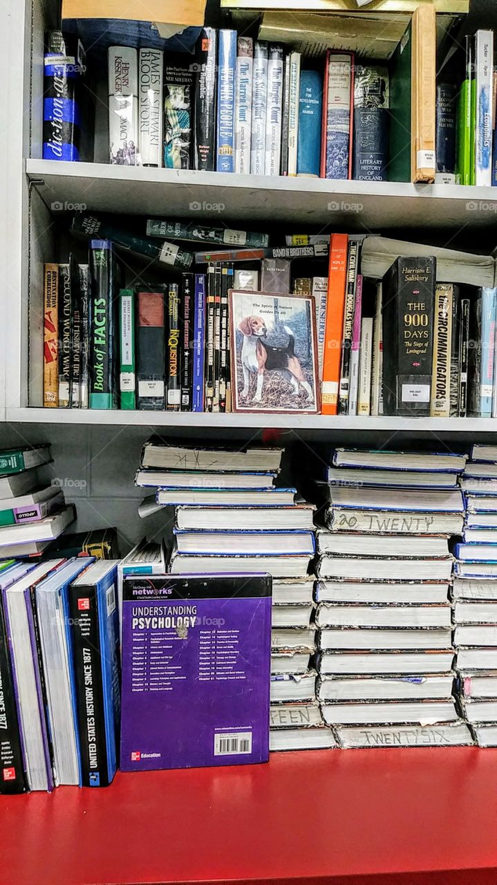 books and a beagle