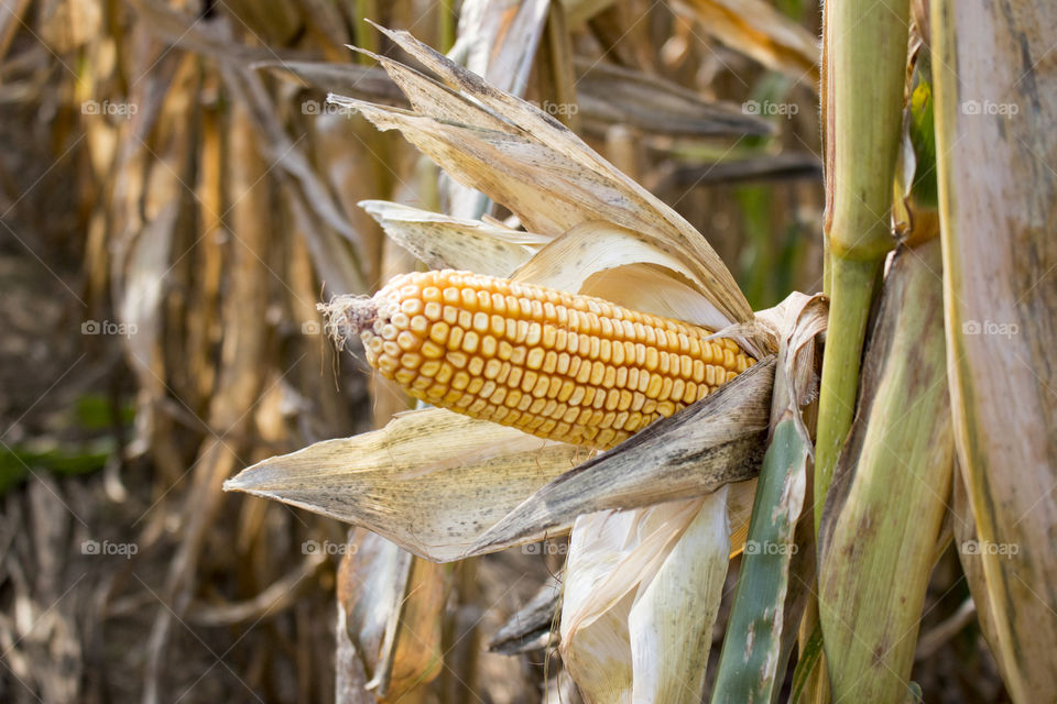 Dry corn