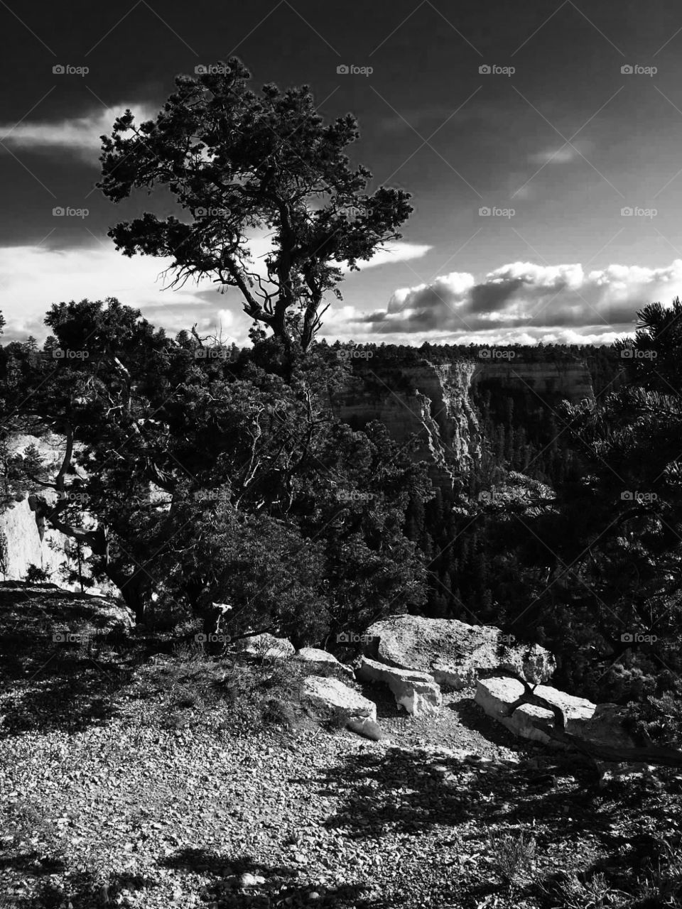 Grand Canyon . Black and white tree