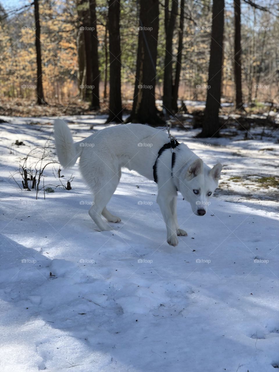 My husky puppy, Sasha, curious after experiencing snow for the first time