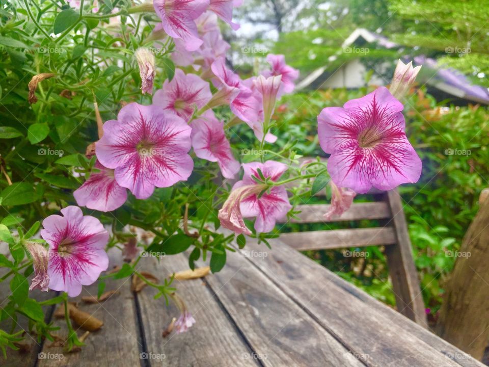 Pink flowers