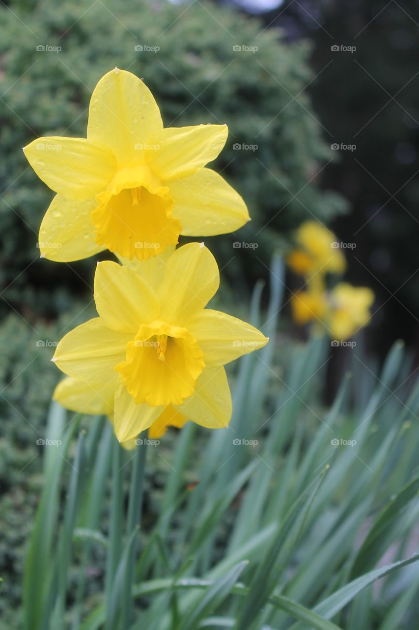 spring daffodil