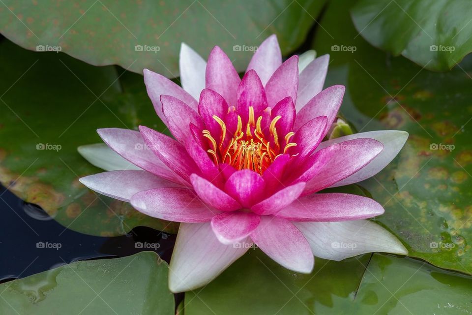 Thai water lilly.