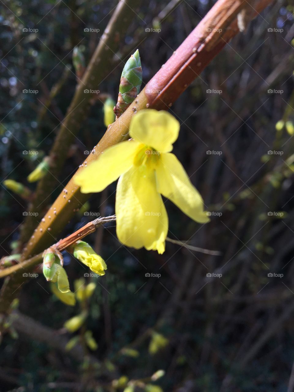 Bud and first flower of Forsythia 