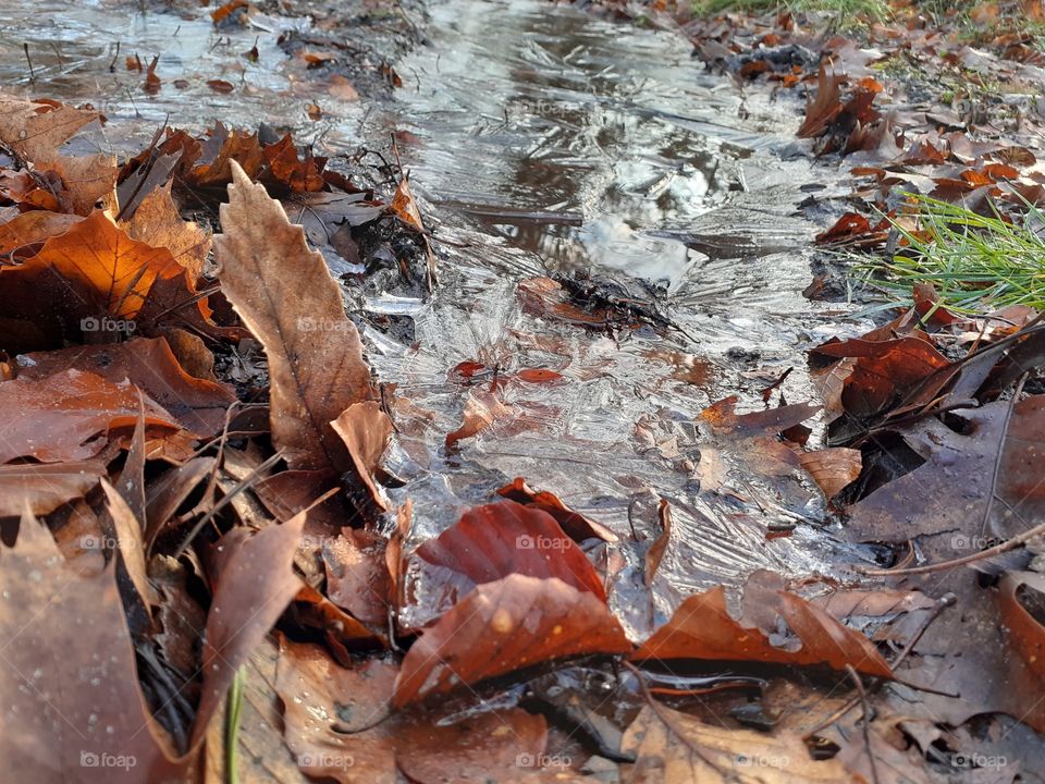 Ice on the earth in the forest