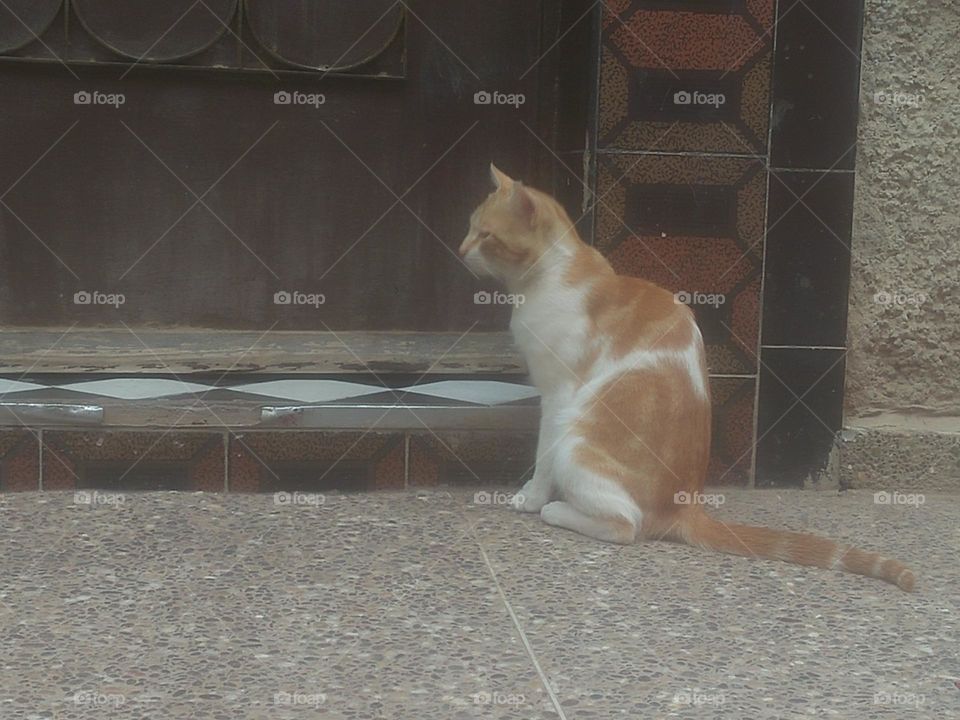 A beautiful cat near a house