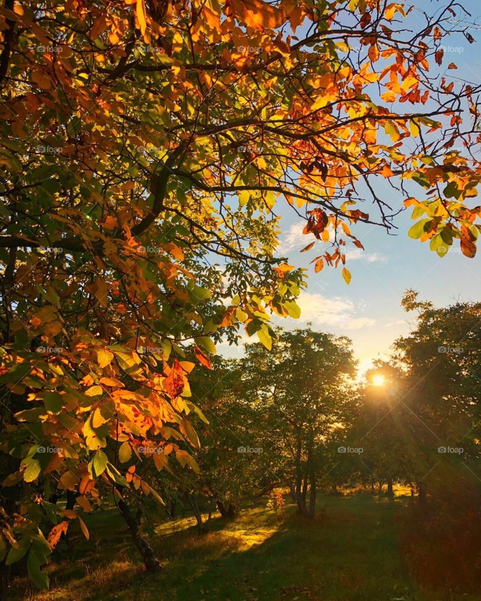 Закат в осеннем парке