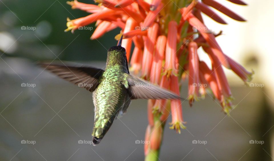 hummingbird