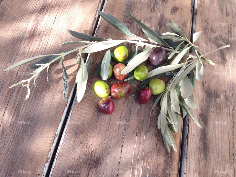 Olive harvest flat lay.  Harvest, olives, olive, branch, season,