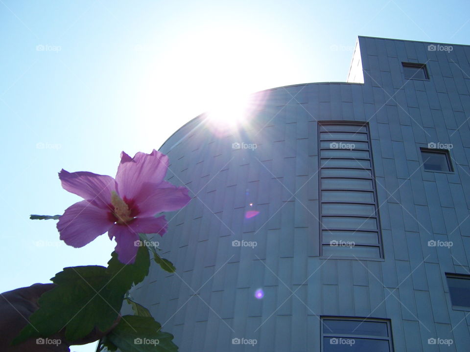 sunflower building. out for a walk in downtown Sacramento