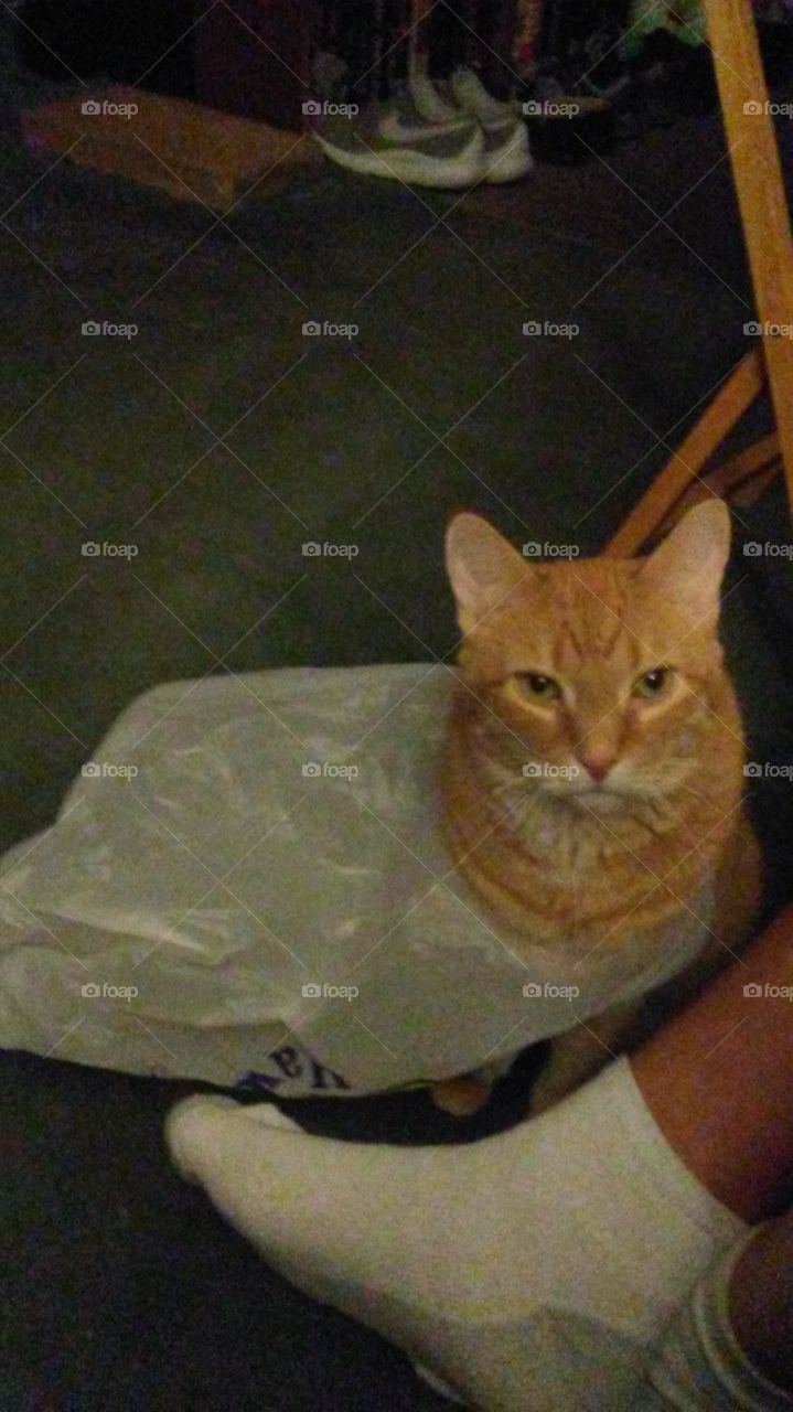 We all know how silly cats can be... Well my Midas loves plastic bag and is always getting his head stuck in the handles