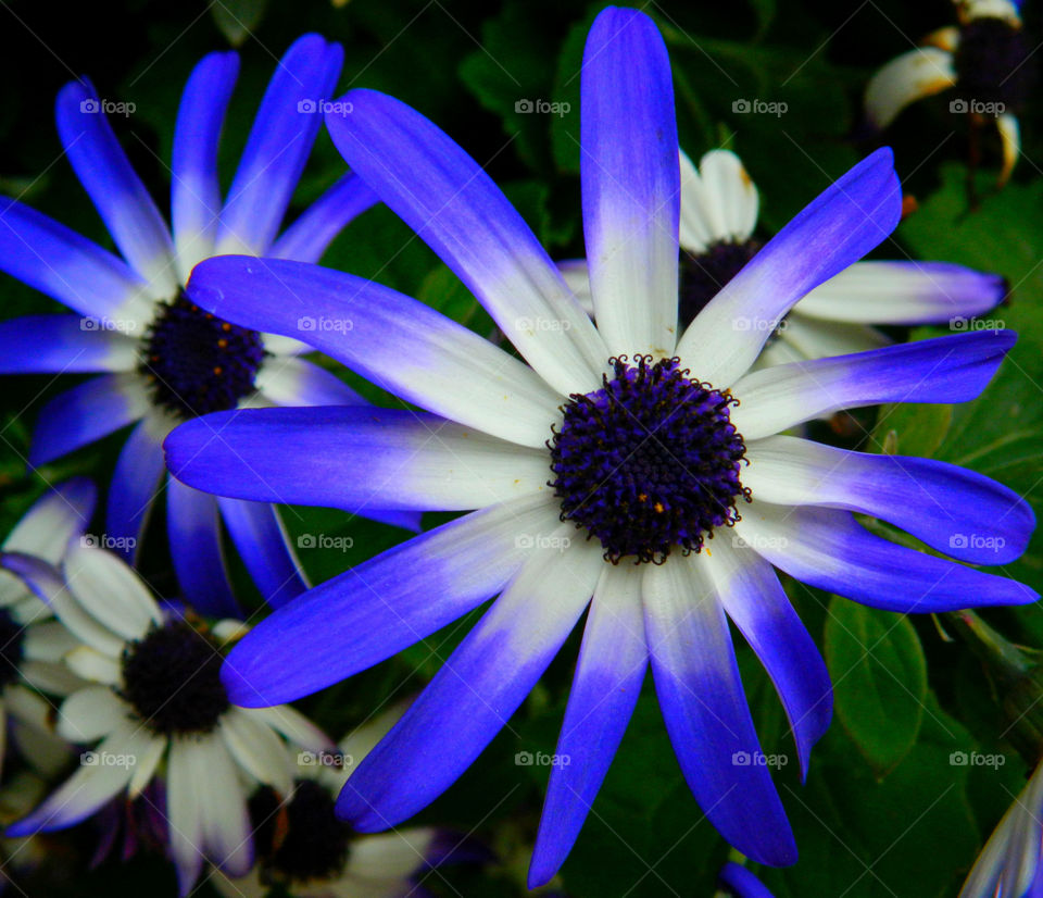 Marco photography: It's all about getting down and getting dirty. There is nothing more satisfying than to make a object such as an insect, rock, or flower into a Macro photograph!