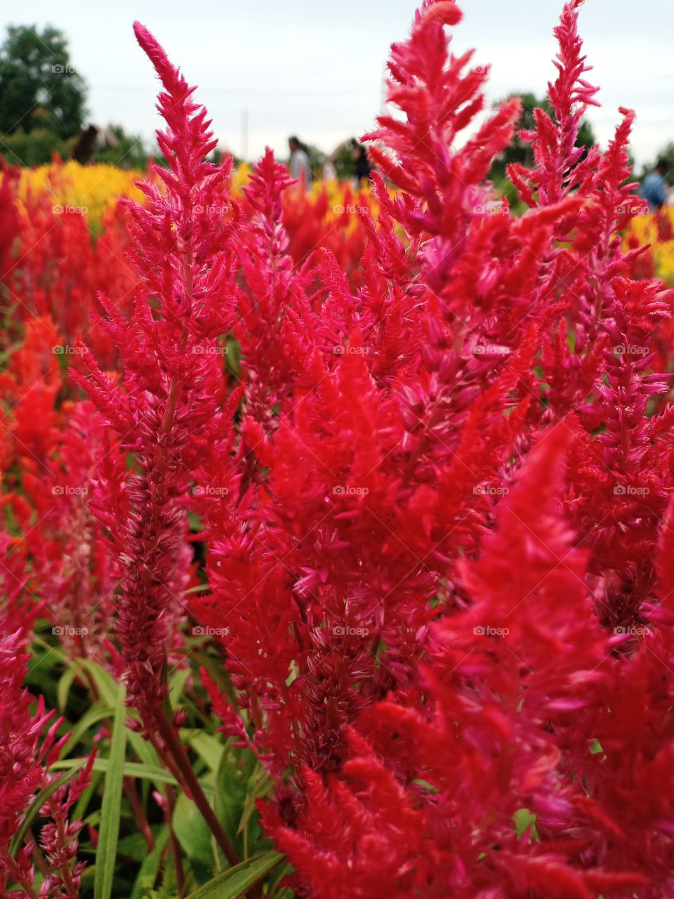 Red Celosia Flower Garden!