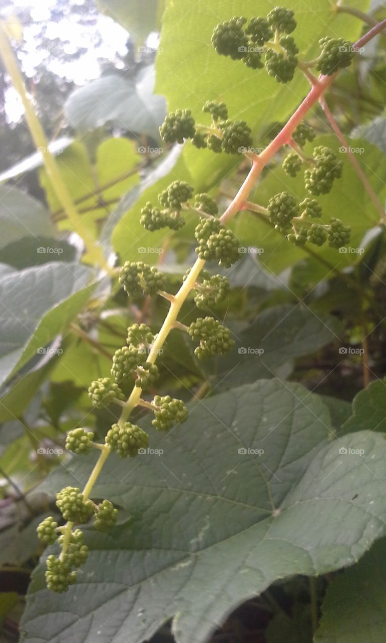 wild grapevine. wild grapevine with new grapes growing