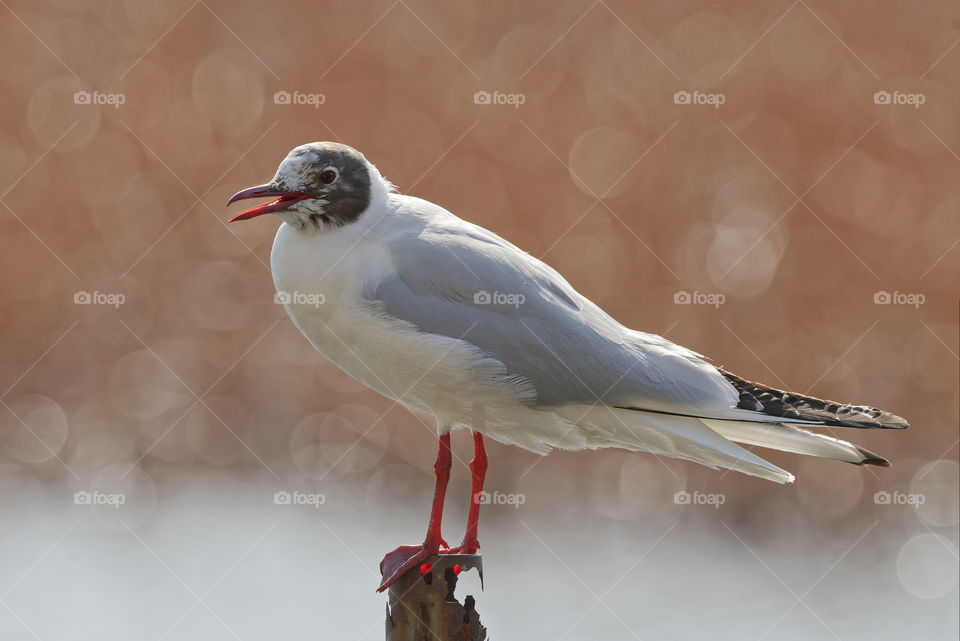 Black headed gull balancing act