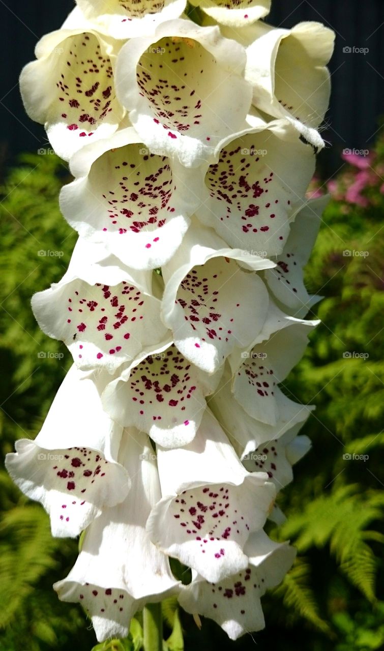 white foxglove. white foxglove